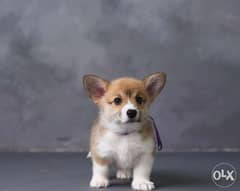 Corgi olx 2024