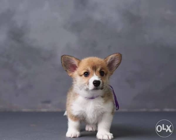 Harga hot sale corgi puppies