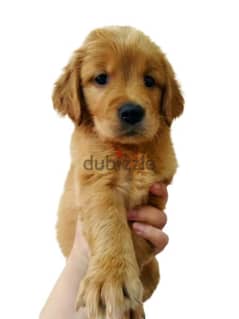 golden retriever puppies 0