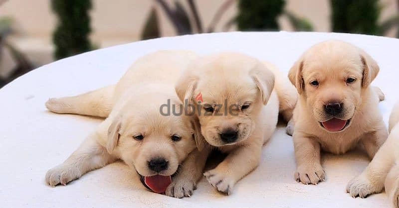 female labrador puppies 2