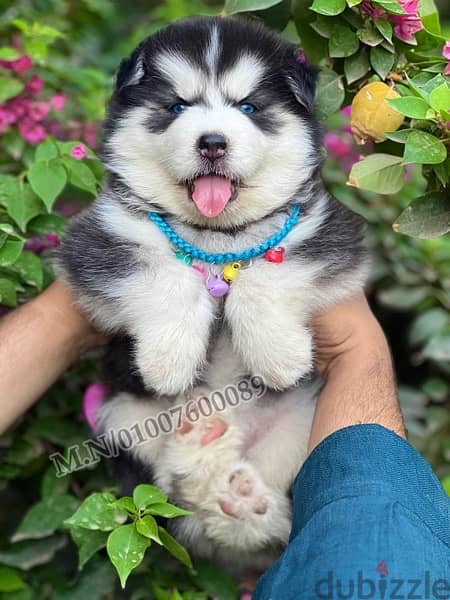 اجمل جراوي هاسكي وألاسكا ماليموت دباديب husky pure 1