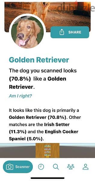 كلب جولدن ريتريفر 5