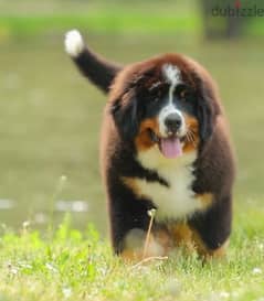 Bernese mountain dog puppy From Russia