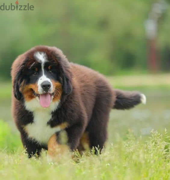 Bernese mountain dog puppy From Russia 1