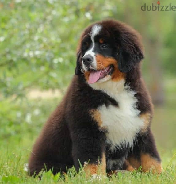 Bernese mountain dog puppy From Russia 2