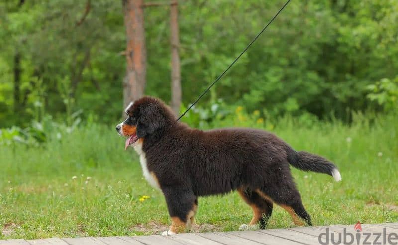 Bernese mountain dog puppy From Russia 3