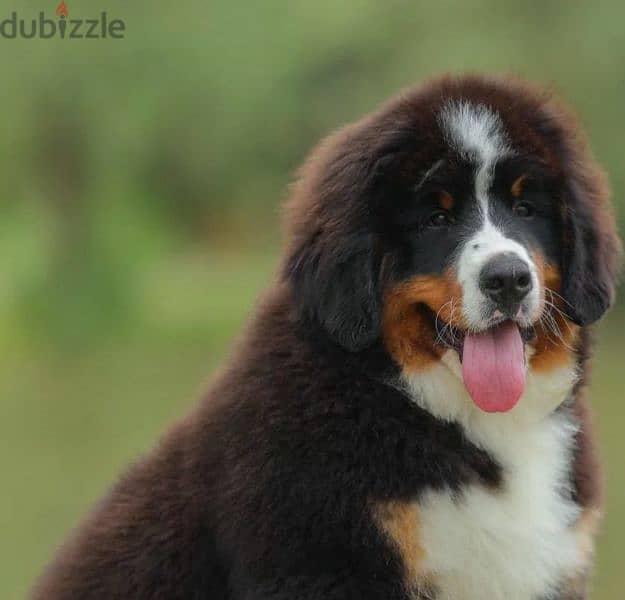 Bernese mountain dog puppy From Russia 4