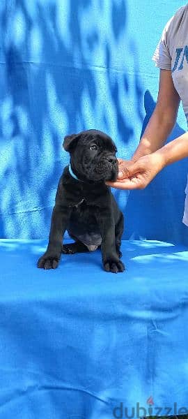 Imported Cane Cosro Puppies From Russia 4