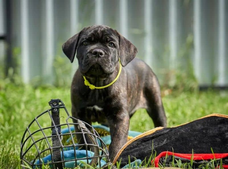 Cane Cosro Puppies black from Russia 1