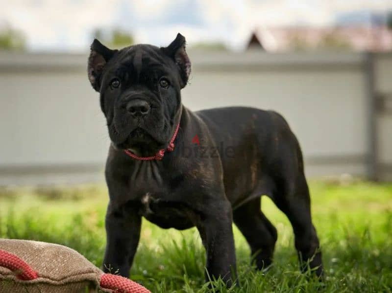 Cane Cosro Puppies black from Russia 0