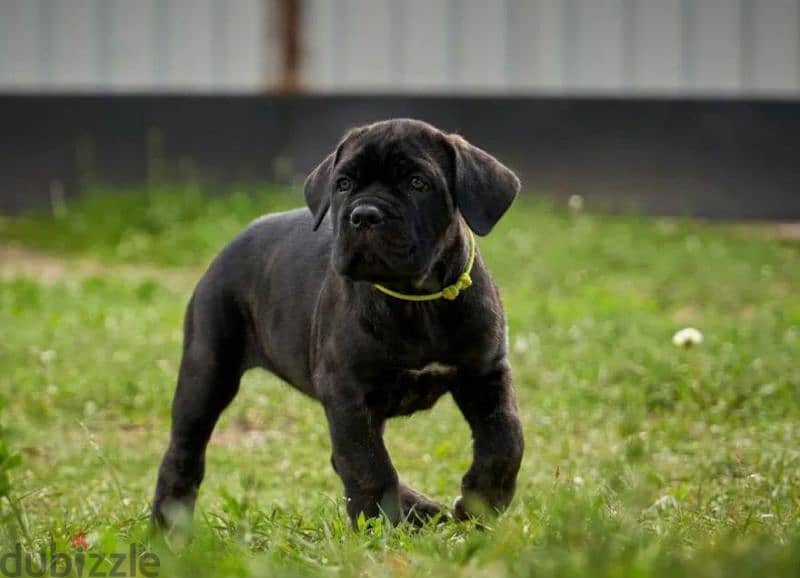 Cane Cosro Puppies black from Russia 3