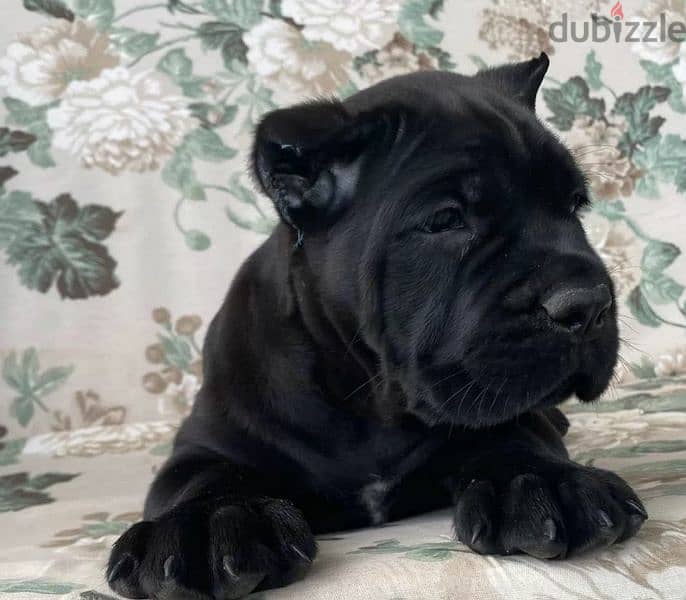 Cane Cosro Puppies black from Russia 4