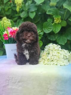 Chocolate Maltipoo puppy Male from Russia