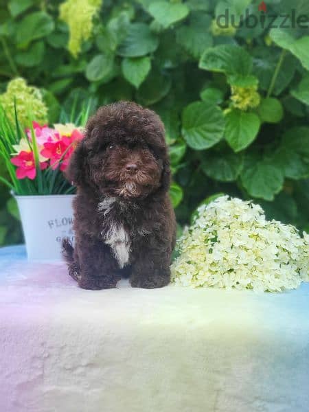 Chocolate Maltipoo puppy Male from Russia 1