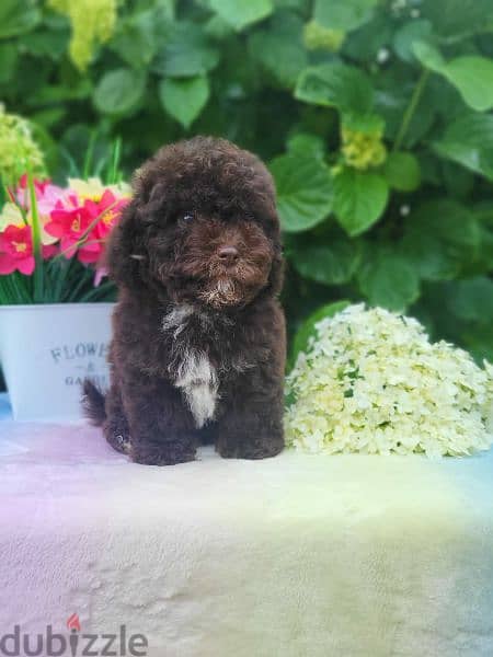 Chocolate Maltipoo puppy Male from Russia 2