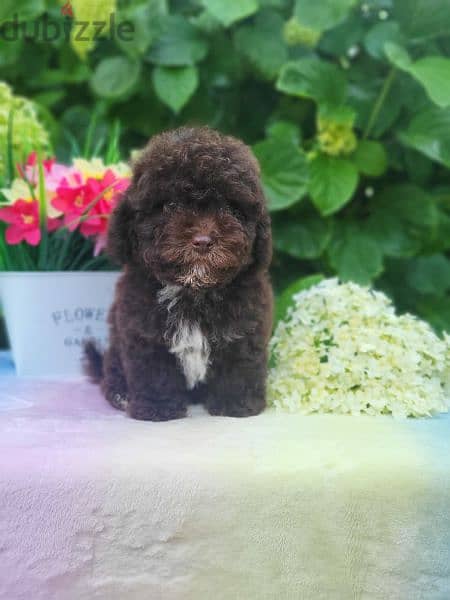 Chocolate Maltipoo puppy Male from Russia 3