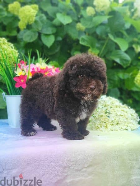 Chocolate Maltipoo puppy Male from Russia 4