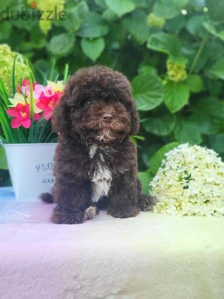 Chocolate Maltipoo puppy Male from Russia 5