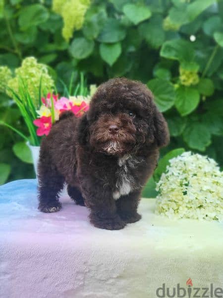 Chocolate Maltipoo puppy Male from Russia 6