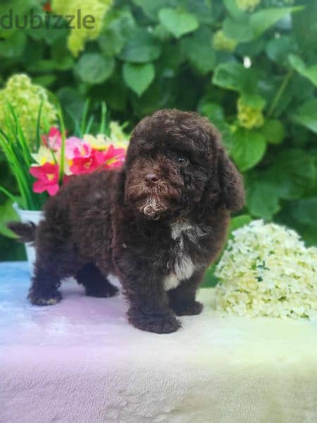 Chocolate Maltipoo puppy Male from Russia 7