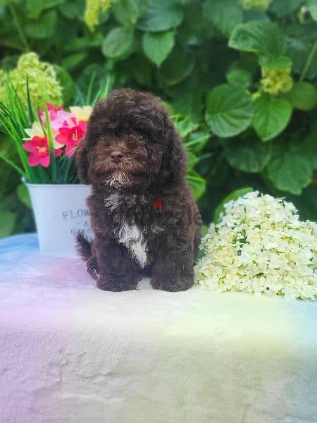 Chocolate Maltipoo puppy Male from Russia 8