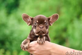 chocolate french bulldog puppies , champion bloodline 0