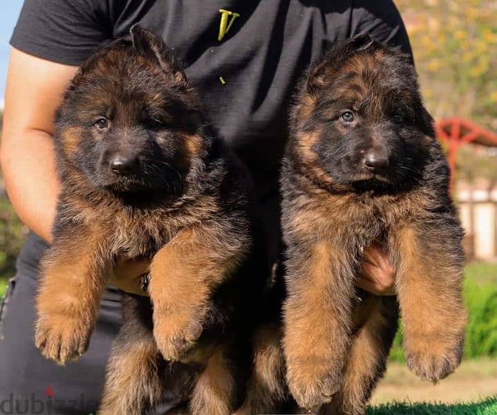 puppies German shepherd male and female جراوى جيرمن شيبرد ذكر انثى 1