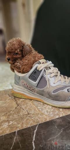 Toy poodle Puppies