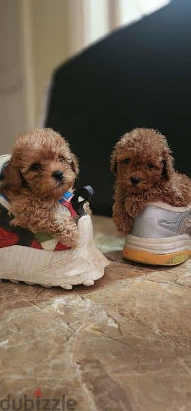 Toy poodle Puppies 1