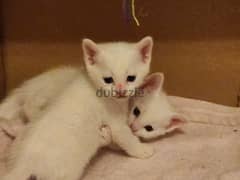 Angora kittens male/female 1.5month