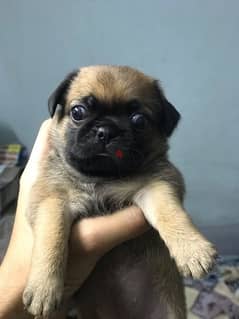 baby pug
