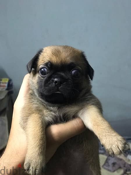 baby pug 2