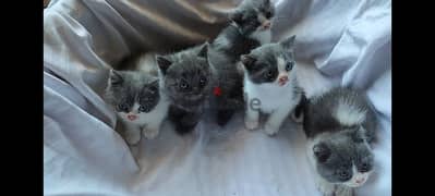 British shorthair kittens 0