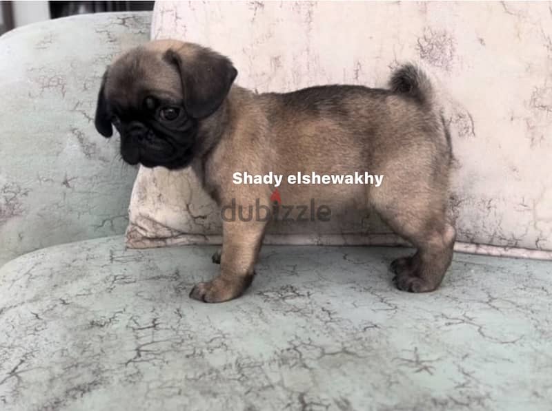 puppy pug for sale 1