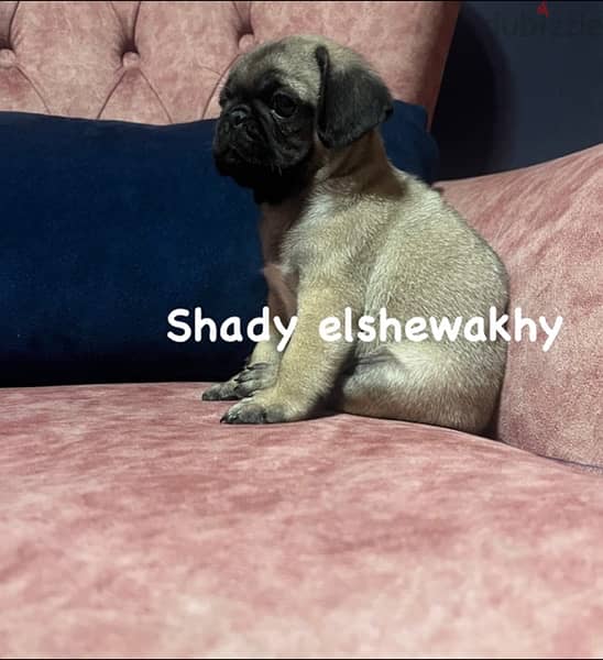 puppy pug for sale 3