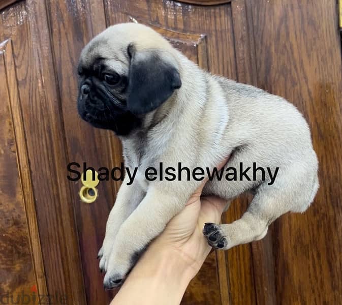 puppy pug for sale 4