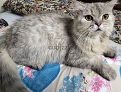 قطة شيرازي عمرها سنتين هادية و متطعمة و متعودة علي اللتر بتاكل اكل صحي