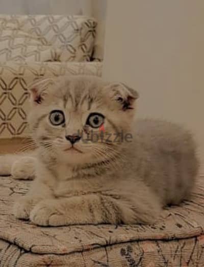 Scottish fold اسكوتش فولد