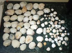 Seashells - صدف البحر 0