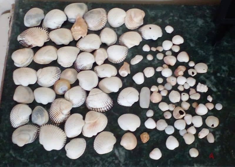 Seashells - صدف البحر 1