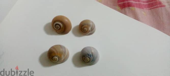 ​طقم قواقع بحرية طبيعية مميزة (Shark Eye Sea Shells)