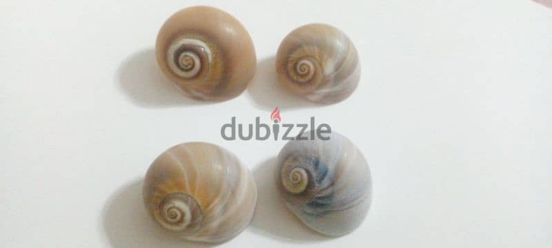 صدف بحر و قواقع - seashells 1