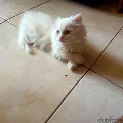 قطط شيرازي بيور ابيض و عيون زرقاء