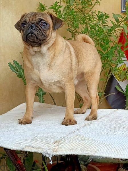 pug male one year fully vaccinated and dewormed ذكر بج 0