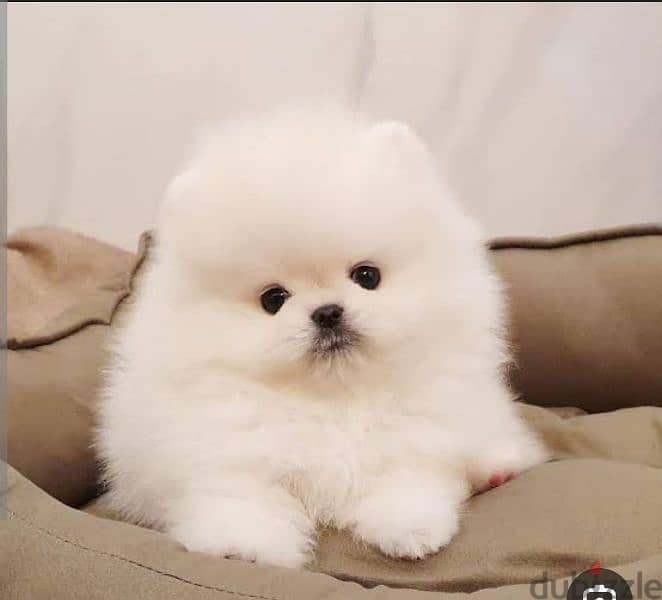 puppy Pomeranian 0