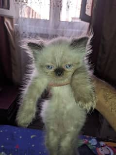 قطط هيمالايا على برشن عمر 41 يوم