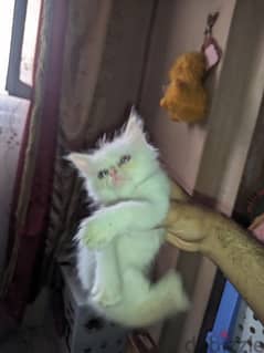 قطه هيمالايا على برشن عمر 41 يوم