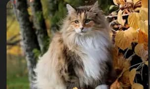 Norwegan Cat  (forest cat)