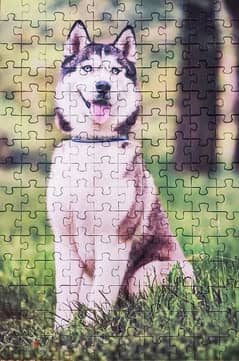 للبيع لعبة Puzzle شكل كلب هاسكي من (فلافي پير)
