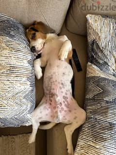 Beagle Male For Sale
